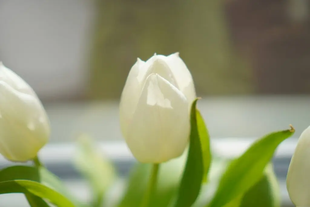 john-vid-l-tulipe blanche pardon